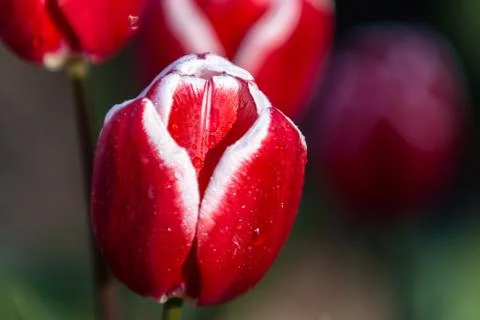 Blooming tulips during spring Stock Photos