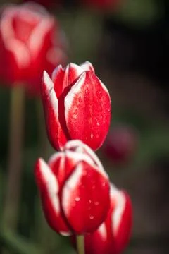 Blooming tulips during spring Stock Photos