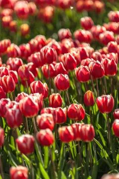Blooming tulips during spring Stock Photos