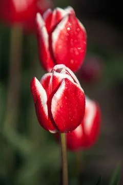 Blooming tulips during spring Stock Photos