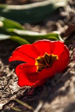 Blooming tulips during spring Stock Photos