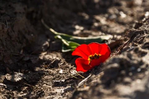 Blooming tulips during spring Stock Photos
