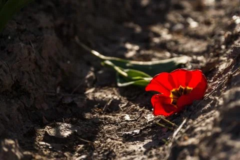 Blooming tulips during spring Stock Photos