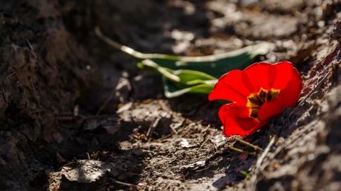 Blooming tulips during spring Stock Photos