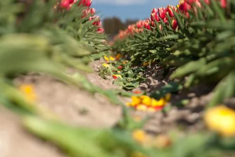 Blooming tulips during spring Stock Photos