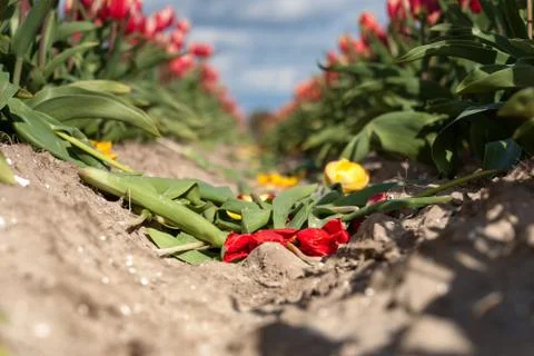 Blooming tulips during spring Stock Photos