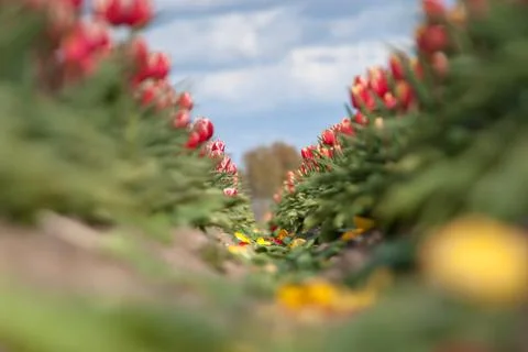 Blooming tulips during spring Stock Photos