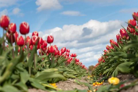 Blooming tulips during spring Stock Photos