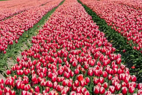 Blooming tulips during spring Stock Photos