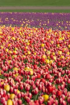 Blooming tulips during spring Stock Photos