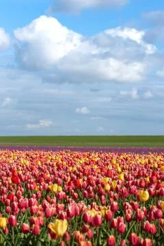 Blooming tulips during spring Stock Photos