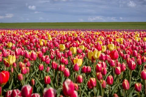 Blooming tulips during spring Stock Photos
