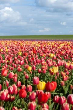 Blooming tulips during spring Stock Photos