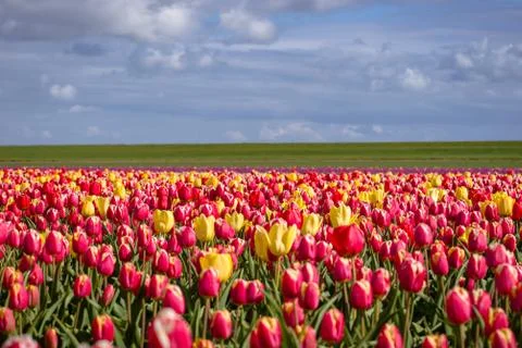 Blooming tulips during spring Stock Photos