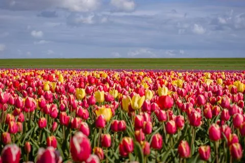 Blooming tulips during spring Stock Photos