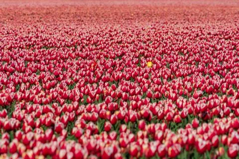 Blooming tulips during spring Stock Photos