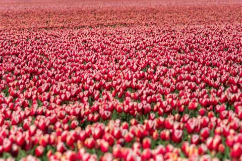 Blooming tulips during spring Stock Photos