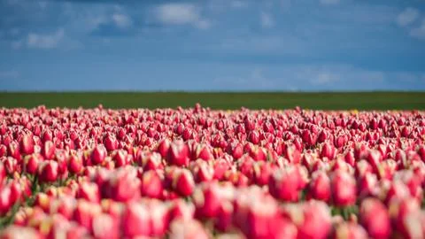 Blooming tulips during spring Stock Photos