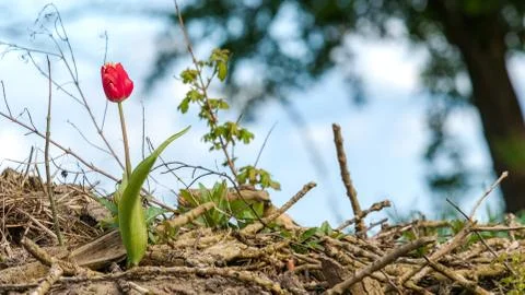Blooming tulips during spring Stock Photos