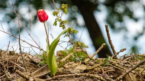 Blooming tulips during spring Stock Photos