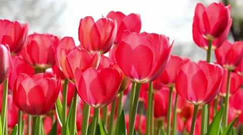 Blooming tulips Stock Footage 11007437