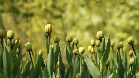 Blooming tulips Stock Footage 58311699