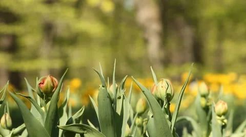 Blooming tulips Stock Footage 58311857