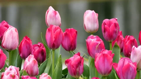 Blooming Tulips Stock Footage 172557922
