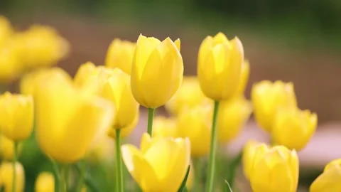 Blooming tulips 库存影片 346597442