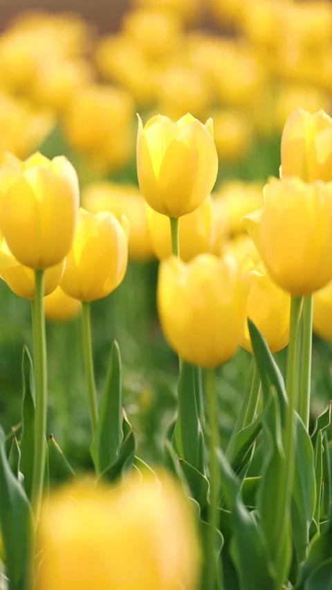 Blooming tulips Stock Footage 346599643