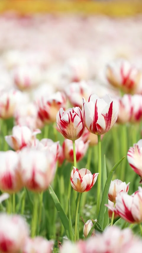 Blooming tulips Stock-Footage 346601872