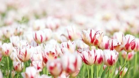 Blooming tulips Stock-Footage 346601956