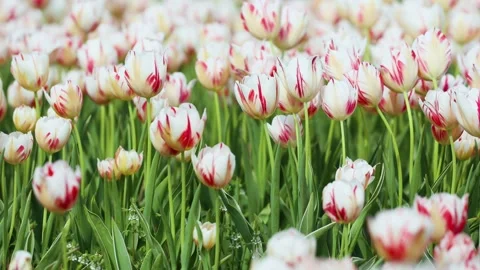 Blooming tulips Stock Footage 346603142