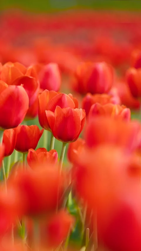 Blooming tulips Stock Footage 346603474