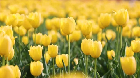 Blooming tulips Stock Footage 346603661