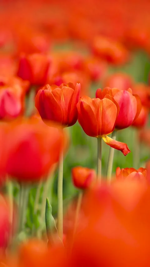 Blooming tulips Vidéo 346603687
