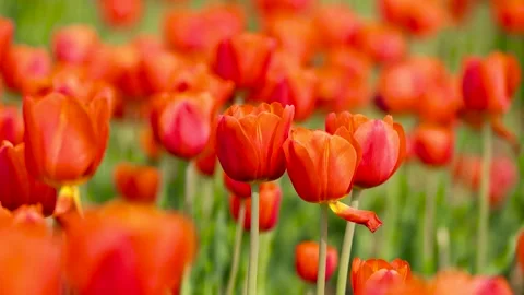 Blooming tulips Видео 346603830