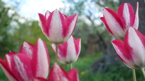 Blooming tulips in the garden in spring Video stock 154747736