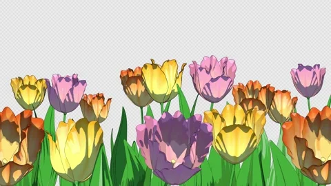 Blooming Tulips Loop Overlay - Spring Flowers Animation 4K Видео 336547513