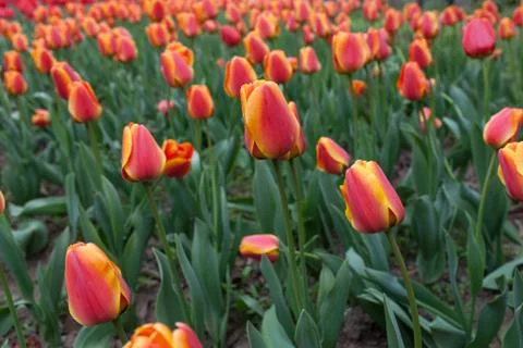 Blooming tulips Stock Photos