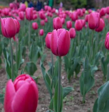 Blooming tulips Stock Photos
