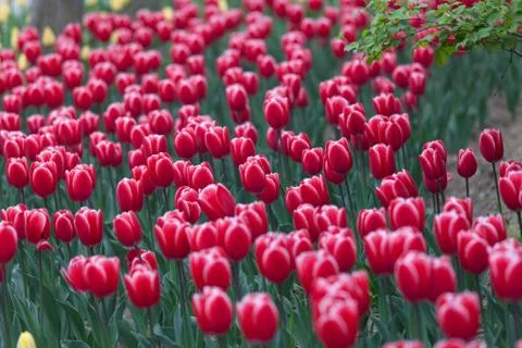 Blooming tulips Stock Photos