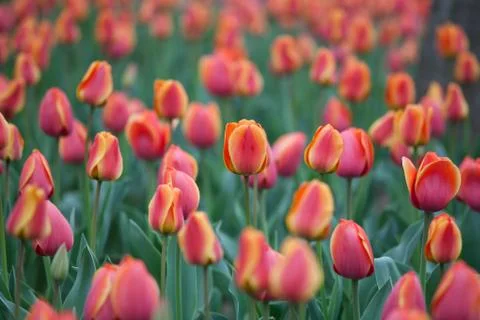 Blooming tulips Stock Photos