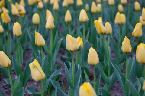 Blooming tulips Stock Photos