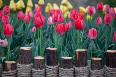 Blooming tulips Stock Photos