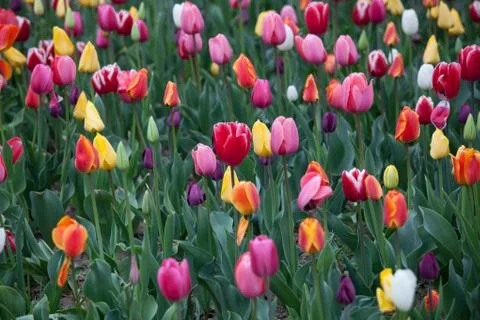 Blooming tulips Stock Photos