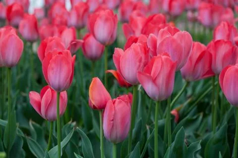 Blooming tulips Stock Photos