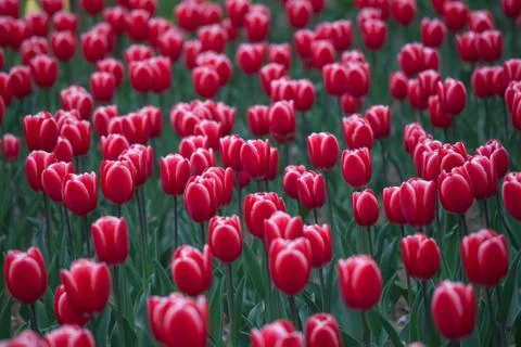 Blooming tulips Stock Photos