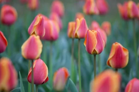 Blooming tulips Stock Photos