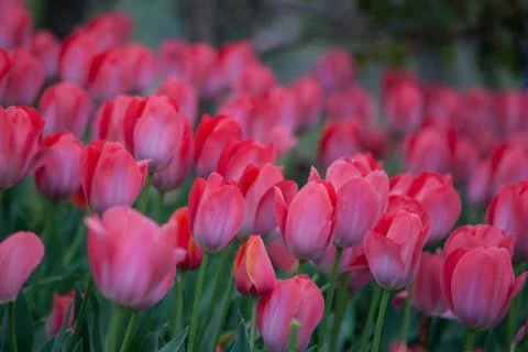 Blooming tulips Stock Photos